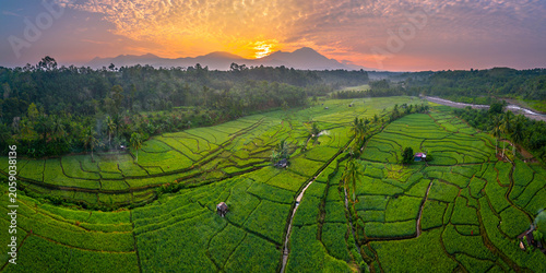 Terraced Rice Fields at Sunrise in Indonesia. Beautiful panoramic view of terraced rice fields surrounded by lush tropical greenery and palm trees