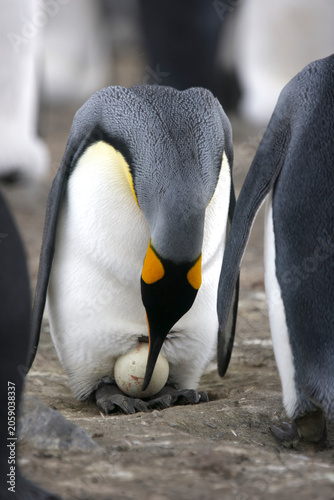 King penguin sitting on an egg