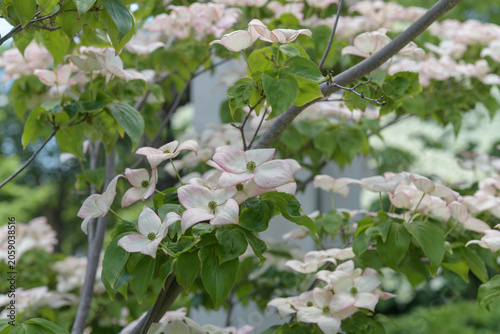 Dogwood (Cornus florida) flowers
