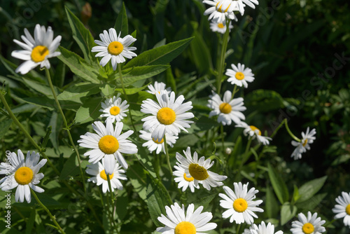 white daisies in a field