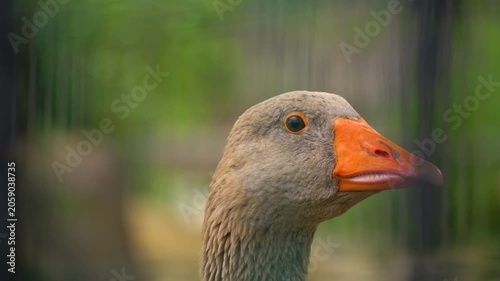 Close-Up Goose Portrait in Natural Setting