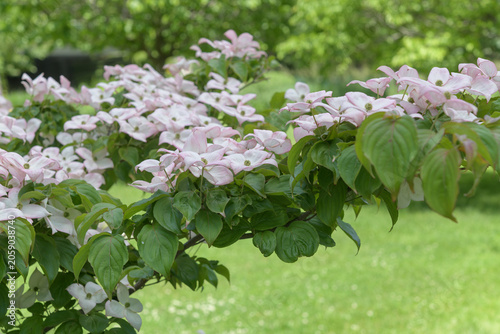Dogwood (Cornus florida) flowers