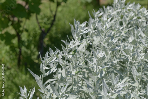 Artemisia ludoviciana, also known as Prairie Sage or White Sagebrush, features striking silvery-white foliage