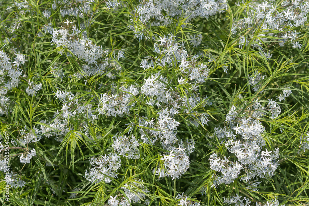 Obraz premium top-down view of Amsonia hubrichtii, commonly known as Threadleaf Bluestar