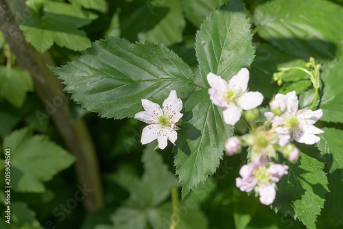 Canvastavla Rubus or blackberry in bloom