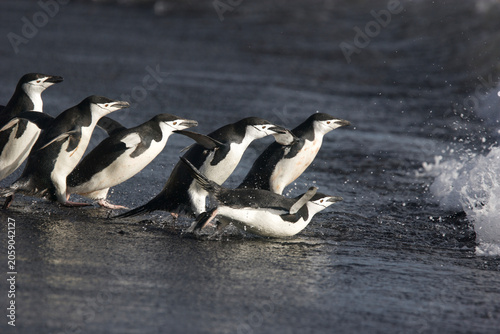 фотографія Chinstrap penguins near Baily Head, Deception Island, near Antarctica