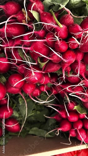 Freshly harvested red radishes with vibrant green leaves displayed in a cardboard box at a local farmers market. Healthy eating concept