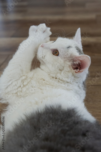 Selkirk Rex Kater in seinem Zuhause