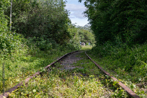 Overgrown disused railway line reclaimed by nature near Ashchurch, Tewkesbury, Gloucestershire, England