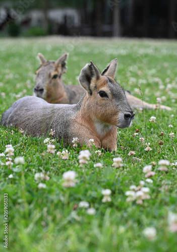 Fotografie Two Patagonian maras (Dolichotis patagonum) resting on green clover meadow with selective focus and natural blurred background