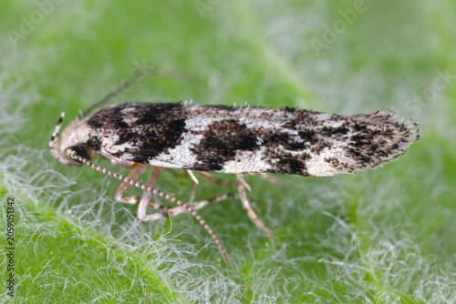 Bild auf Leinwand Parachronistis albiceps, the wood groundling, a moth of the family Gelechiidae