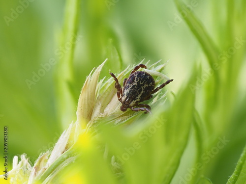 Close-up of a lone American dog tick on a plant stem in a natural habitat