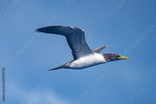 Valokuva Brown booby (Sula leucogaster) in flight at Ascension Island