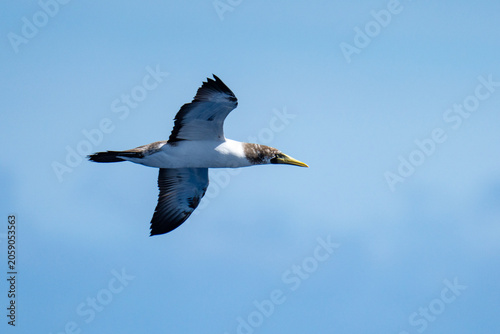 Valokuva Brown booby (Sula leucogaster) in flight at Ascension Island
