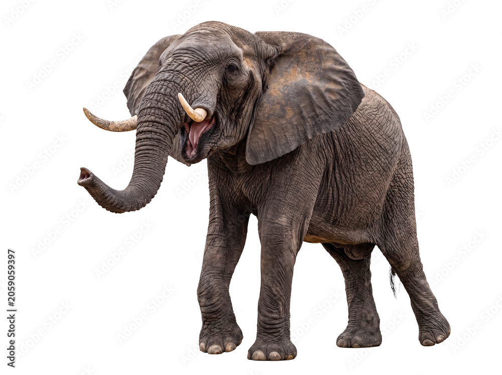 Fototapeta premium African elephant (Loxodonta africana) with open mouth and raised trunk, isolated on transparent.