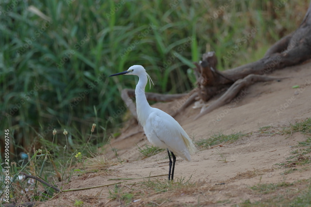 Fototapeta premium Snowy Egret (Egretta thula) standing on the ground