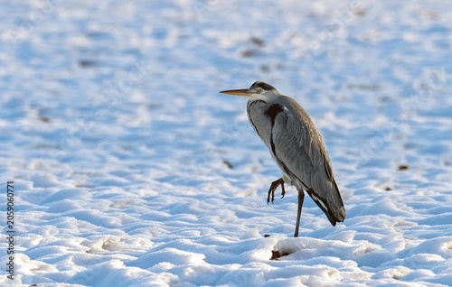 A gray heron stands on snow. Bright background