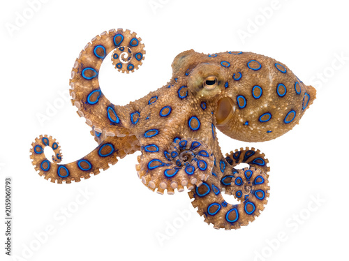 Foto Vibrant blue-ringed octopus showcasing distinct blue rings and textured body, a beautiful yet dangerous marine species