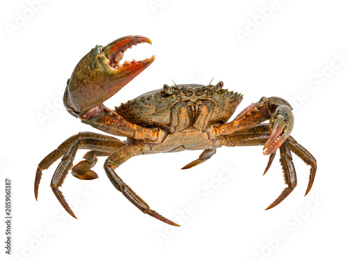 Fotografie Fresh raw crab with prominent pincer and natural coloration, ready for cooking and gourmet culinary preparation