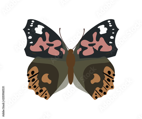 Fotografía Flat vector illustration of a beautiful painted lady vanessa cardui butterfly insect isolated on white background