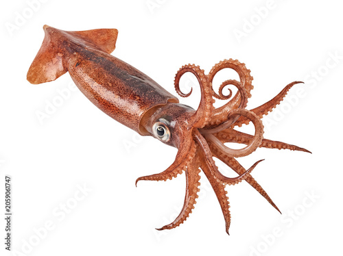 Tableau sur toile Fresh market squid with elegant curled tentacles, showcasing pristine form and texture, on a transparent background