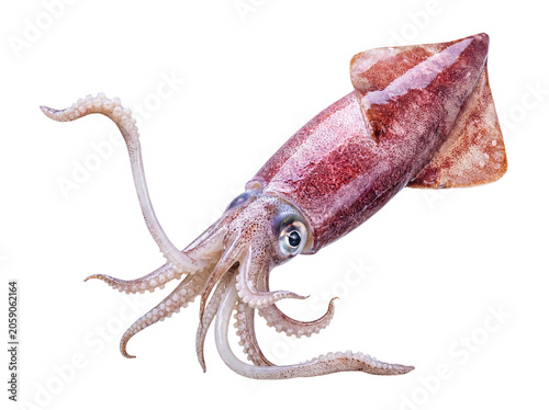 Slika na platnu Fresh raw squid, a delectable marine delicacy, isolated on a transparent background, ready for culinary preparation