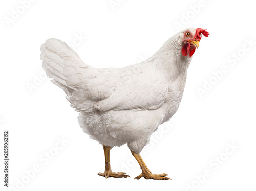 Obraz na plátně Domestic white hen standing gracefully, an elegant and common farm animal, isolated on a transparent background