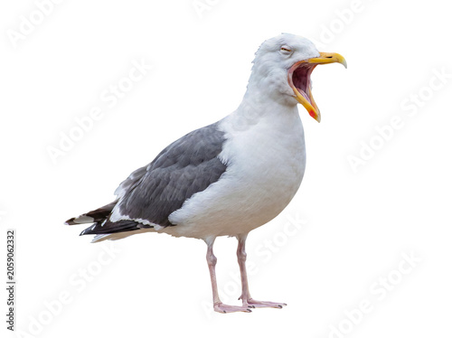 Foto Majestic seagull captured in a striking studio photograph, with its beak wide open in a loud squawk or yawn