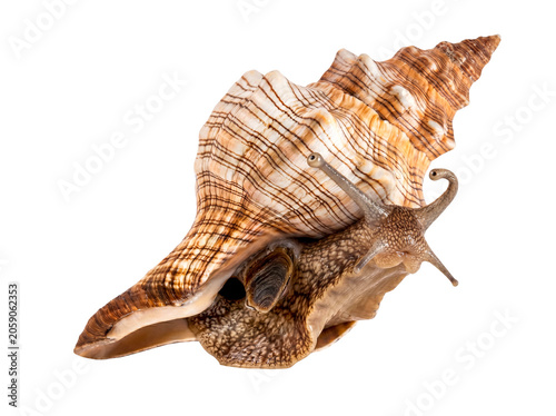 Photos Close-up of a large marine sea snail, a living whelk with an intricate spiral shell, isolated on transparent background