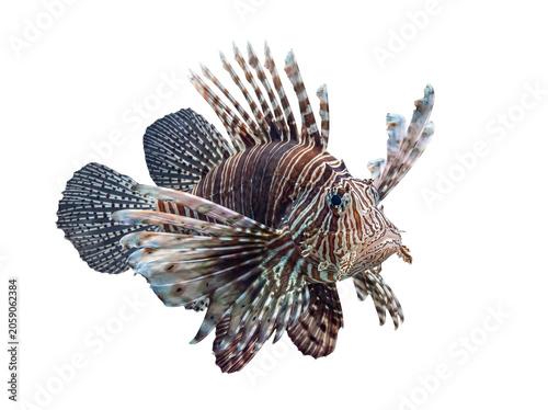 Fotografía Stunning exotic lionfish with intricate striped patterns and flowing fins, isolated on a transparent background