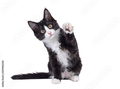 Canvastavla Charming black and white Maine Coon kitten sits, head tilted with one paw raised as if waving or playing