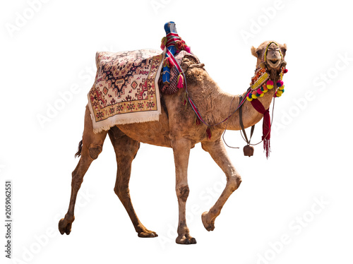 Foto Decorated dromedary camel striding gracefully with traditional saddle, captured from side view