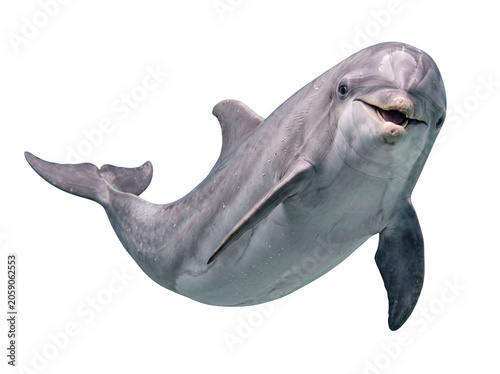 Fotografie A graceful photograph of a bottlenose dolphin swimming serenely underwater, captured with its iconic smile