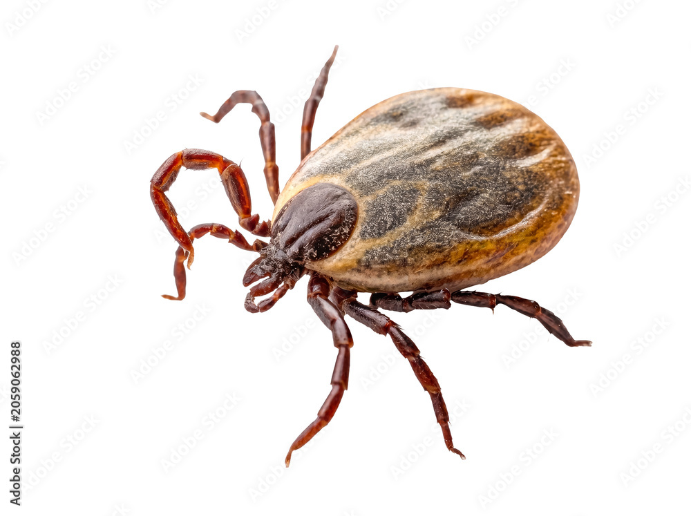 Obraz premium Macro studio shot of a brown tick, a common blood-sucking parasite, isolated on a crisp transparent background.
