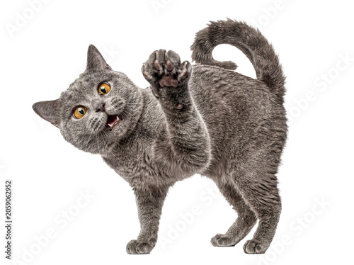 Foto Engaging photograph of a grey British Shorthair cat standing with a raised paw