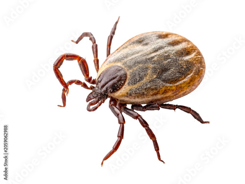 Bild auf Leinwand Macro studio shot of a brown tick, a common blood-sucking parasite, isolated on a crisp transparent background