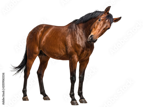 Tableau sur toile Elegant brown horse standing gracefully, with its head slightly tilted, gazing directly into the camera lens