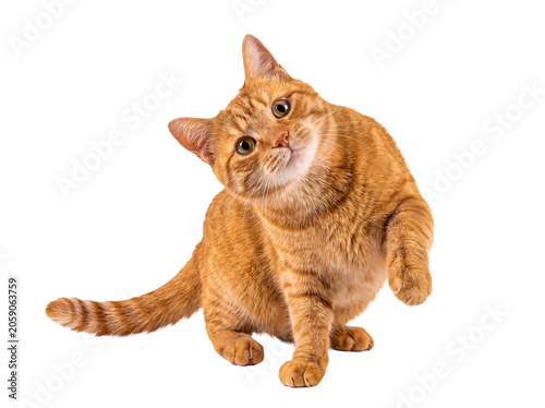 Obraz na plátně Playful orange tabby cat sitting with a cute head tilt and raised paw, looking attentively at the camera