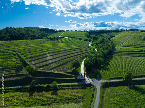 Veduta aerea dei vigneti La Viarte nei Colli Orientali del Friuli, Italia, con etichette dei vitigni