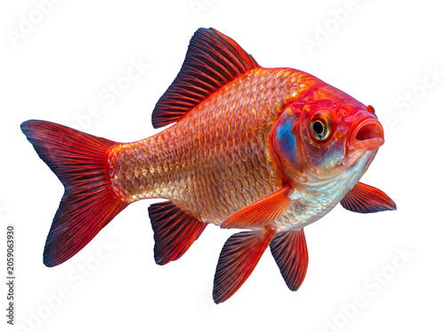 Obraz na plátně Majestic goldfish with glistening scales and gracefully fanning fins, swimming serenely
