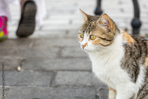 Close up profile portrait of a stray calico cat on the street with a blurred person walking in the background in Istanbul, Turkey. Famous Turkish street cat or kedi.