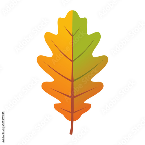 Colorful Oak Leaf Illustration on Transparent Background