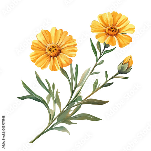 Canvas Print Desert Marigold Branch, beautiful watercolor illustration with vivid colors and detailed vector style, isolated on a white background