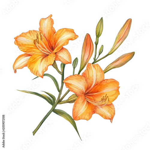 Daylily Branch, beautiful watercolor illustration with vivid colors and detailed vector style, isolated on a white background.