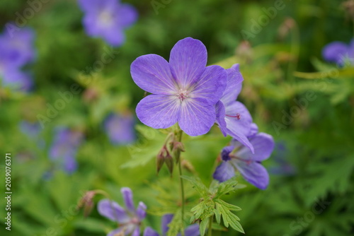 Close-Up of Vibrant Purple Hardy Geranium Cranesbill Flower in Summer Garden