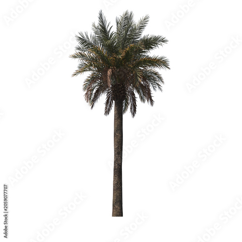 Phoenix Canariensis Palm Tree with Dense Tropical Fronds