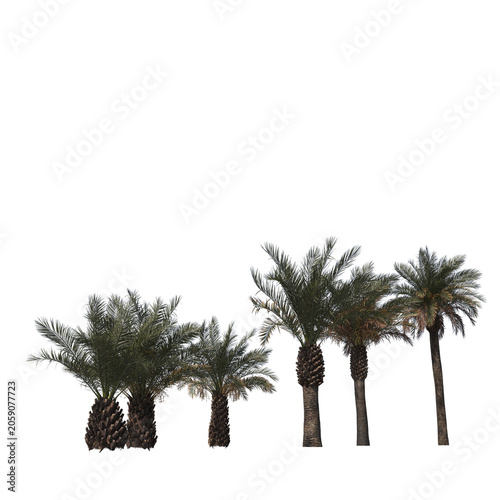 Phoenix Canariensis Palm Tree with Dense Tropical Fronds