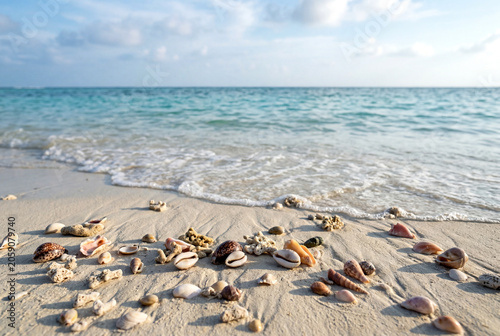 Pristine Coral Beach with Scattered Seashells at Low Tide