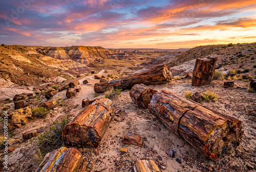 Petrified Forest with Colorful Summer Sunset Wood Textures