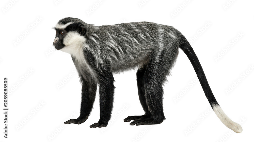 Fototapeta premium De brazzas monkey standing in profile, isolated on transparent background
